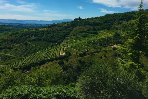 Strada del Prosecco