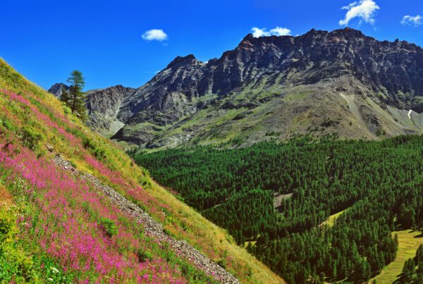 Gran Paradiso nationalpark i Aosta